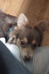 Lost Male Dog last seen Smith and Faulkner behind new gym, Coldspring, TX 77331