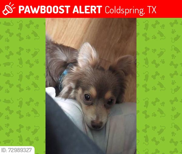 Lost Male Dog last seen Smith and Faulkner behind new gym, Coldspring, TX 77331