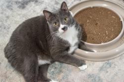 Lost Male Cat last seen Maryland St NE, Atwater Ave., Florida Ave., Alliance, OH 44601