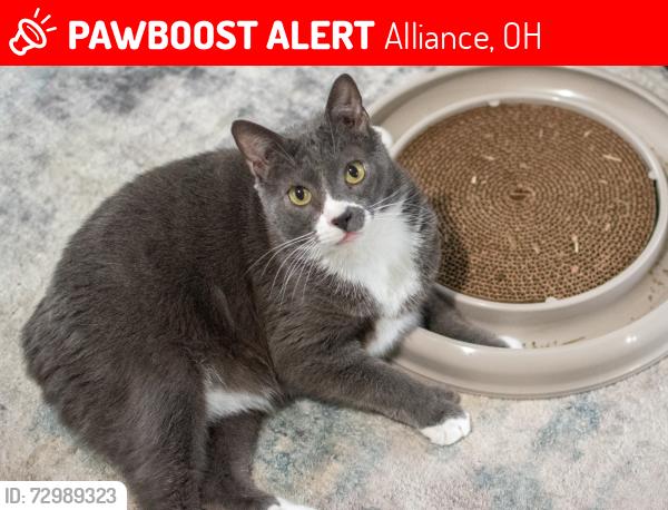 Lost Male Cat last seen Maryland St NE, Atwater Ave., Florida Ave., Alliance, OH 44601