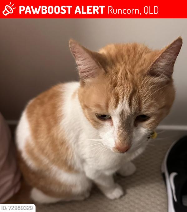 Lost Male Cat last seen Leopardwood Street, Runcorn, QLD 4113