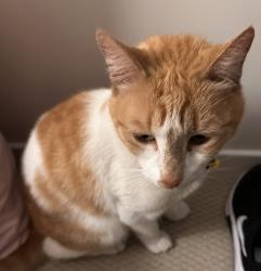 Lost Male Cat last seen Leopardwood Street, Runcorn, QLD 4113