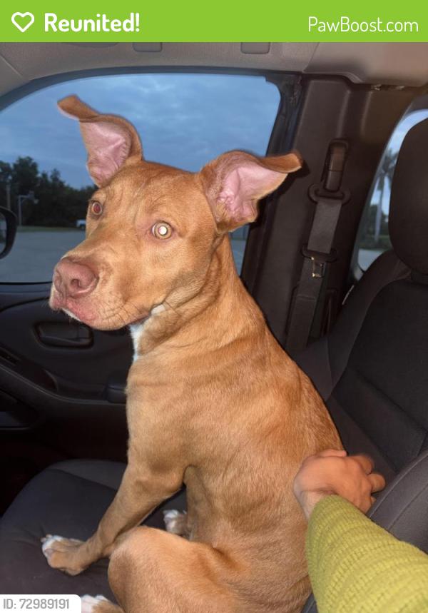 Reunited Male Dog last seen The Edison apmts, Fort Myers, FL 33905