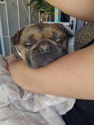 Found/Stray Unknown Other last seen Live Oak, Hesperia, CA 92345