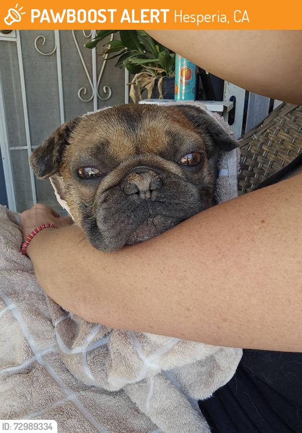 Found/Stray Unknown Other last seen Live Oak, Hesperia, CA 92345