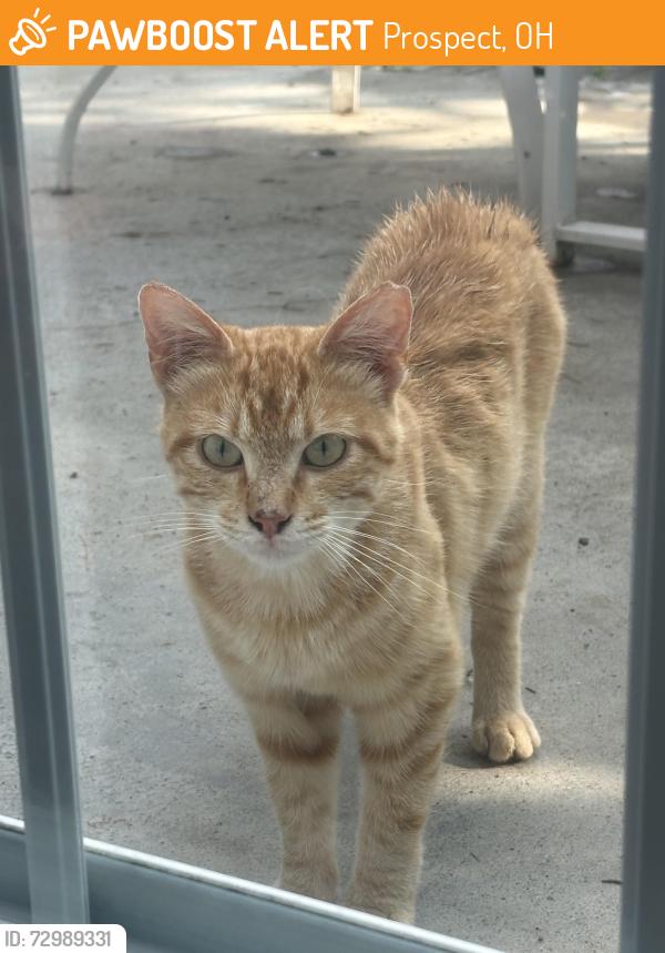 Found/Stray Male Cat last seen Route 4 and Prospect upper Sandusky, Prospect, OH 43342