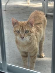 Found/Stray Male Cat last seen Route 4 and Prospect upper Sandusky, Prospect, OH 43342