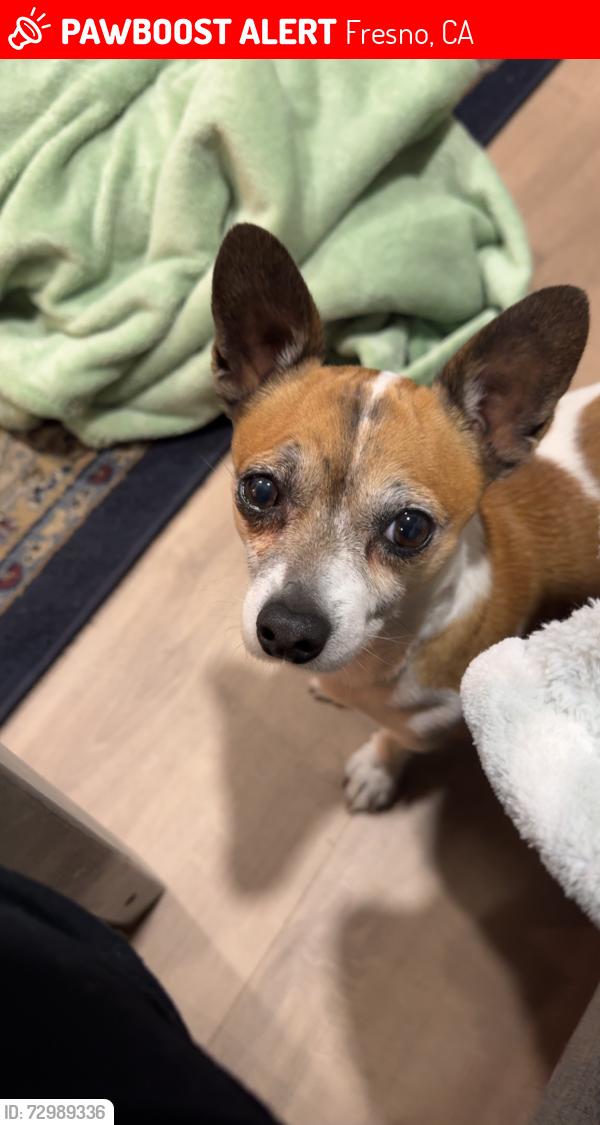 Lost Male Dog last seen Humboldt Ave and Belmont , Fresno, CA 93728