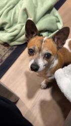 Lost Male Dog last seen Humboldt Ave and Belmont, Fresno, CA 93728