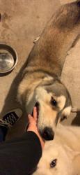 Reunited Female Dog last seen Badgers Hills, San Antonio, TX 78238