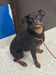 Shelter Stray Male Dog last seen Near Campbellton Rd. W-2, Atlanta, GA, 1251 Fulton Industrial Blvd NW, Atlanta, GA 30336, USA