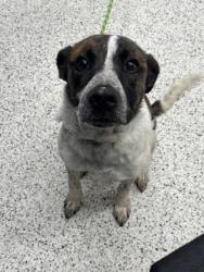Shelter Stray Male Dog last seen Near bell tell rd, South Fulton, GA, 1251 Fulton Industrial Blvd NW, Atlanta, GA 30336, USA