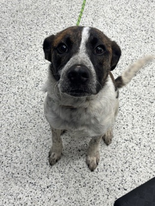 Shelter Stray Male Dog last seen Near bell tell rd, South Fulton, GA, 1251 Fulton Industrial Blvd NW, Atlanta, GA 30336, USA