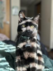 Lost Male Cat last seen Unity Church, Silver Springs Shores, FL 34472