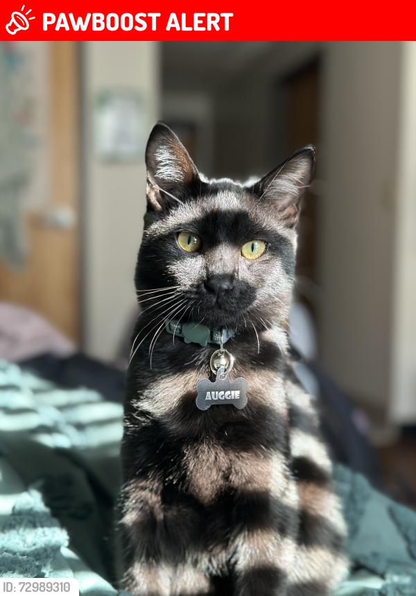 Lost Male Cat last seen Unity Church, Silver Springs Shores, FL 34472
