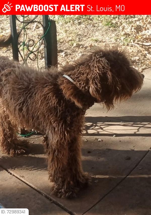 Lost Male Dog last seen Hawthorne Manor area 63136, St. Louis, MO 63136