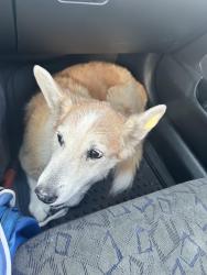 Reunited Male Dog last seen Walnut , Fontana, CA 92336