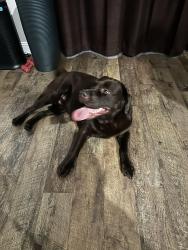 Reunited Male Dog last seen Boyette Rd and Dorman Rd Fishhawk Fl, Fish Hawk, FL 33547