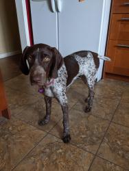 Lost Female Dog last seen Orange Ave and Dale Rd, Anaheim, CA 92804