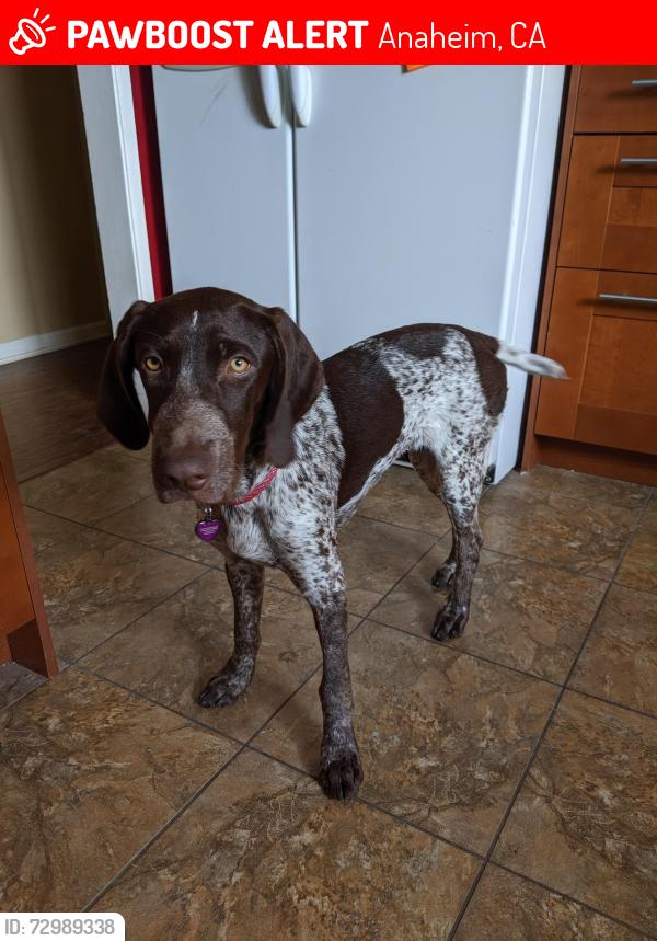 Lost Female Dog last seen Orange Ave and Dale Rd, Anaheim, CA 92804