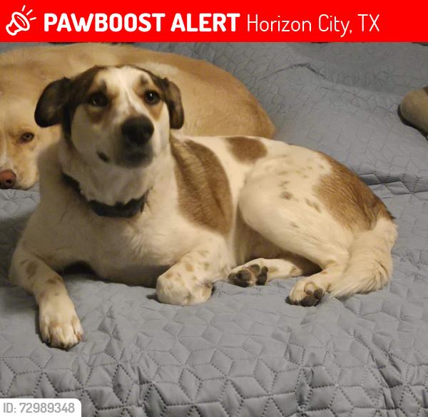 Lost Male Dog last seen Desert Silver and Desert Stone, Horizon City, TX 79928