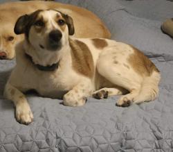 Lost Male Dog last seen Desert Silver and Desert Stone, Horizon City, TX 79928