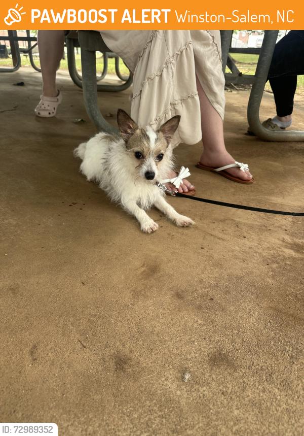 Found/Stray Male Dog last seen Hanestown Park, Winston-Salem, NC 27103