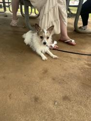 Found/Stray Male Dog last seen Hanestown Park, Winston-Salem, NC 27103