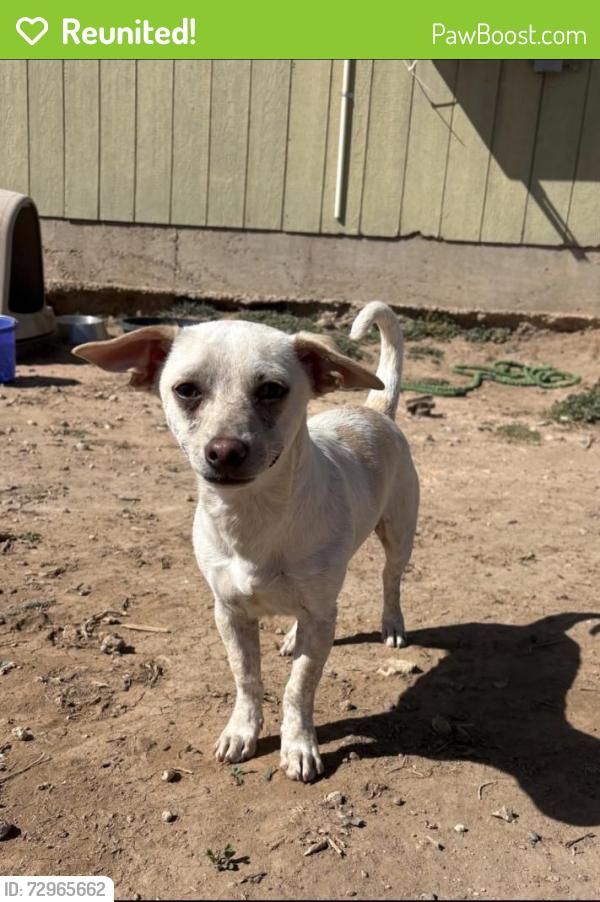 Reunited Male Dog last seen S Soncy , Amarillo, TX 79121