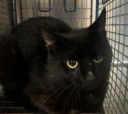 Shelter Stray Unknown Cat last seen Near Bettsbury Lane, HOLLY SPRINGS, NC, 27540, 820 Beacon Lake Dr, Raleigh, NC 27610, USA