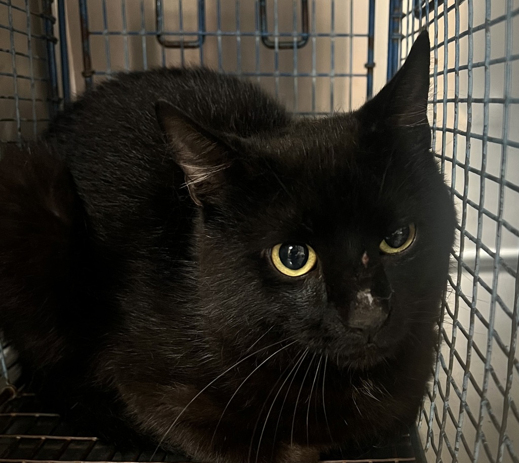 Shelter Stray Unknown Cat last seen Near Bettsbury Lane, HOLLY SPRINGS, NC, 27540, 820 Beacon Lake Dr, Raleigh, NC 27610, USA