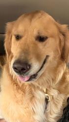 Reunited Male Dog last seen Howland Blvd, Deltona, FL 32738