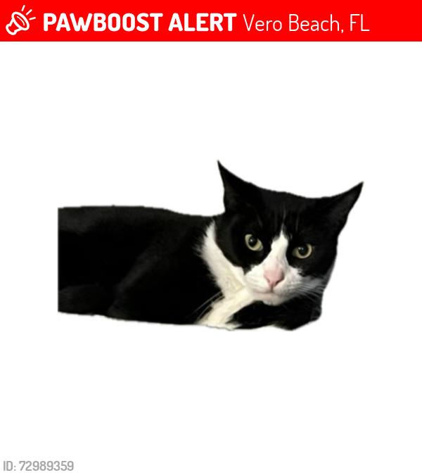 Lost Female Cat last seen 2nd & 9th ave , Vero Beach, FL 32962