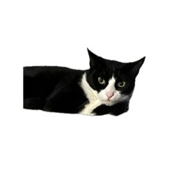Lost Female Cat last seen 2nd & 9th ave , Vero Beach, FL 32962