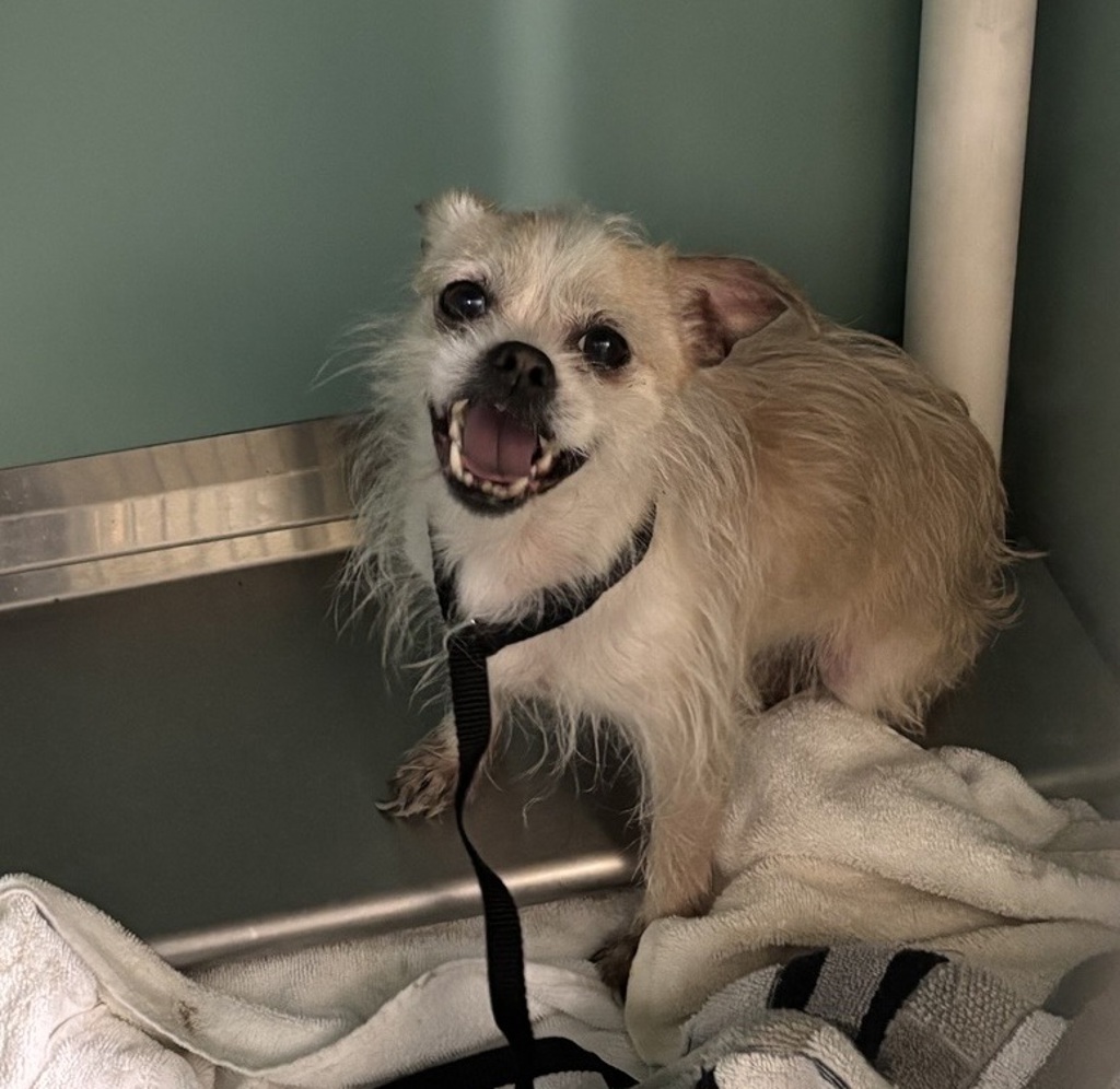 Shelter Stray Male Dog last seen Near Ryer Ave, Bronx, NY 10457, BRONX, NY, 10457, 326 E 110th St, New York, NY 10029, USA
