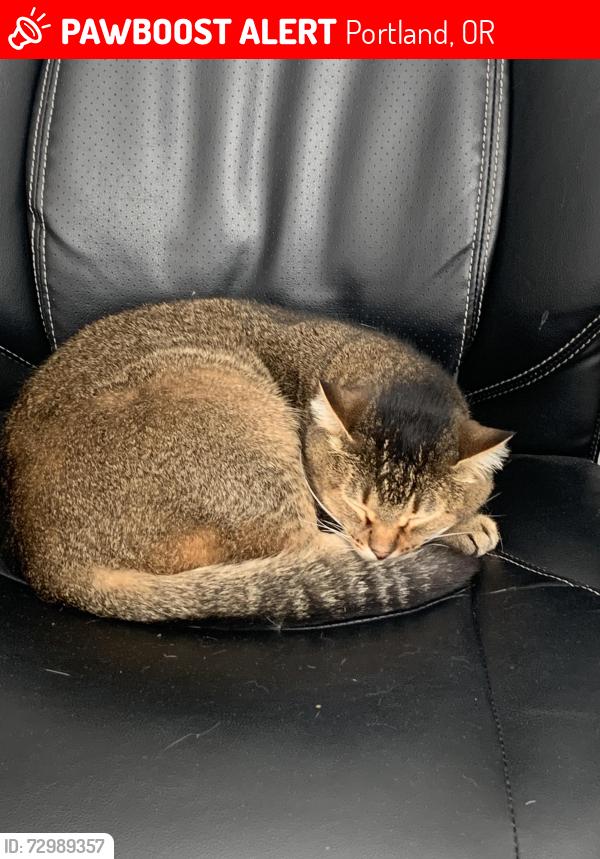 Lost Female Cat last seen Near NE 117th Ave , Portland, OR 97220
