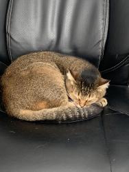 Lost Female Cat last seen Near NE 117th Ave , Portland, OR 97220