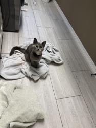Reunited Unknown Cat last seen Puma Run, Highlands Ranch, CO 80124