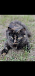 Lost Female Cat last seen Sand flt Rd. , Tyler, TX 75706