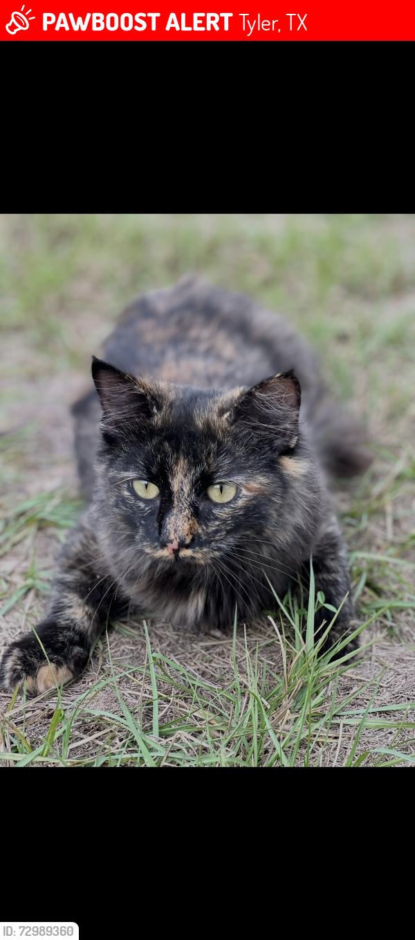 Lost Female Cat last seen Sand flt Rd. , Tyler, TX 75706