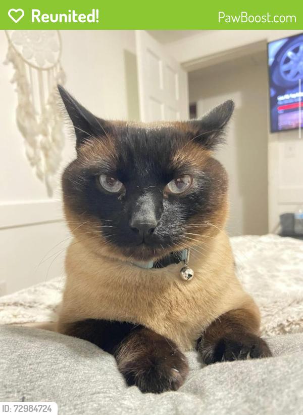 Reunited Male Cat last seen Maroneys foreign cars , Smithton, PA 15479
