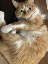 Lost Female Cat last seen rue de Tonnancour Vaudreuil Dorion , Vaudreuil-Dorion, QC J7V 0M7