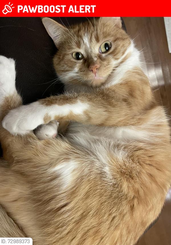 Lost Female Cat last seen rue de Tonnancour Vaudreuil Dorion , Vaudreuil-Dorion, QC J7V 0M7