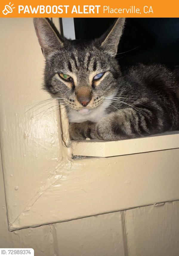 Found/Stray Unknown Cat last seen Wamego Rd, Placerville, CA 95667