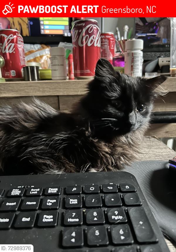 Lost Female Cat last seen Yoga studio , Greensboro, NC 27455