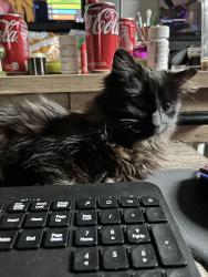 Lost Female Cat last seen Yoga studio , Greensboro, NC 27455