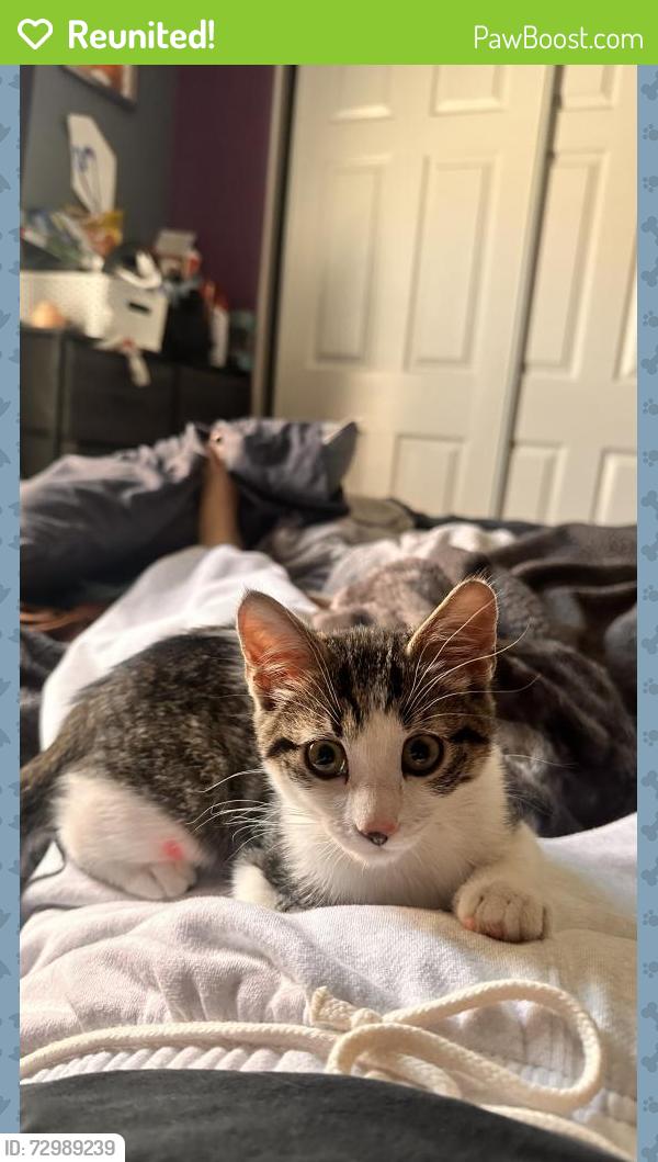 Reunited Female Cat last seen arville & robindale, Las Vegas, NV 89139