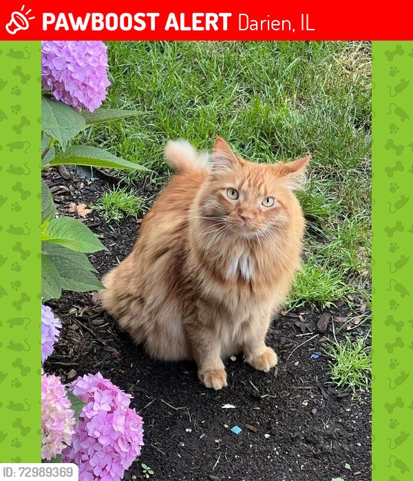 Lost Male Cat last seen 71st and Grant street, Darien, IL 60561
