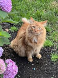 Lost Male Cat last seen 71st and Grant street, Darien, IL 60561