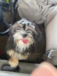 Reunited Female Dog last seen Near Portland St, Irving, TX 75038, USA, Irving, TX 75038